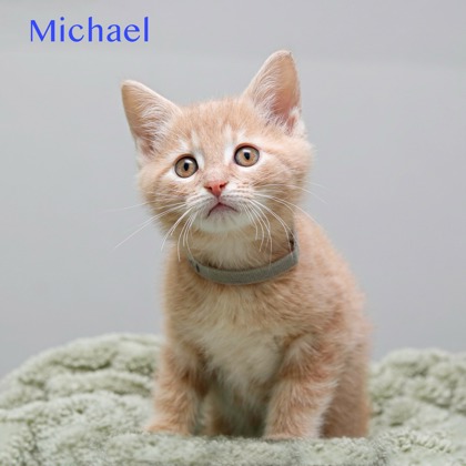 MICHAEL AKA BABY - Domestic Medium Hair / Mix available for adoption