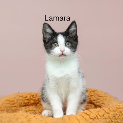 LAMARA - Domestic Medium Hair / Mix available for adoption