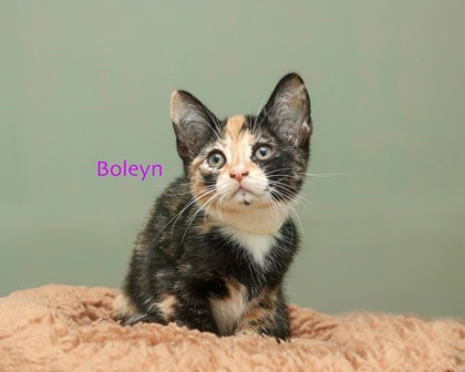 BOLEYN - Domestic Shorthair / Mix available for adoption