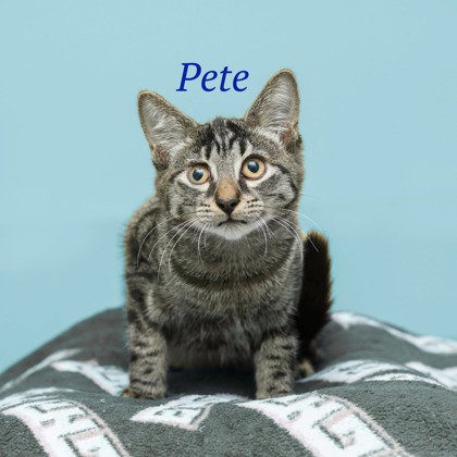 PETE - Domestic Shorthair / Mix for adoption in Cleveland