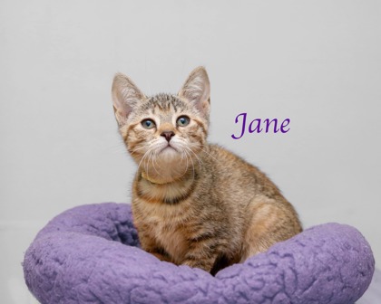 JANE - Domestic Shorthair / Mix available for adoption