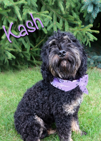 KASH - American Cocker Spaniel / Miniature Poodle available for adoption