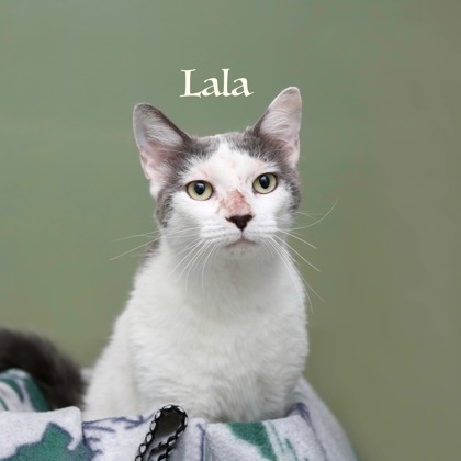 LALA - Domestic Medium Hair / Mix available for adoption