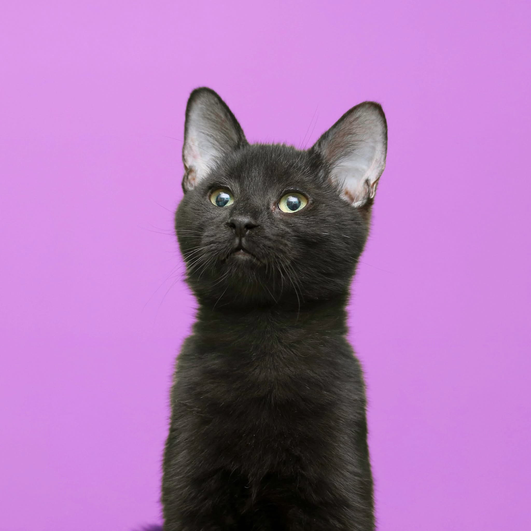 INDIGO - Domestic Shorthair / Mix available for adoption