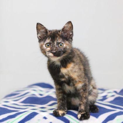 NARCISSA - Domestic Shorthair / Mix available for adoption