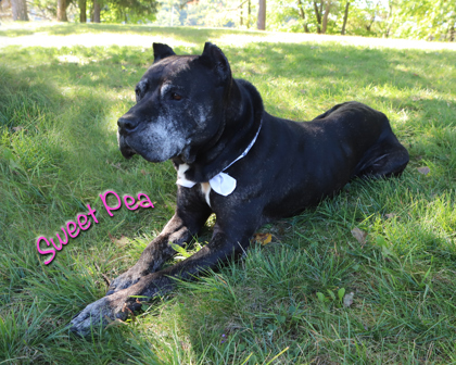 SWEET PEA - Cane Corso / Mix available for adoption