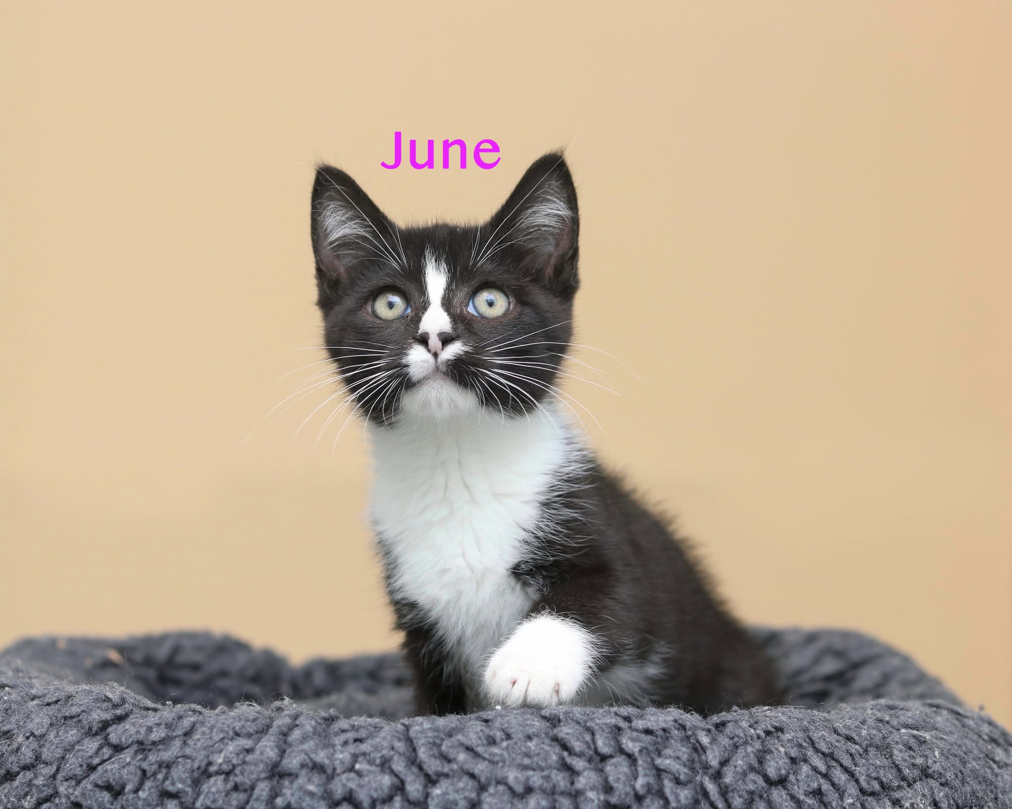 JUNE - Domestic Shorthair / Mix available for adoption