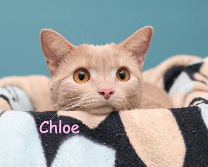 CHLOE - Domestic Shorthair / Mix available for adoption