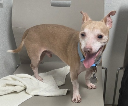 BUDDY - Short Coat Chihuahua / Miniature Smooth Haired Dachshund available for adoption