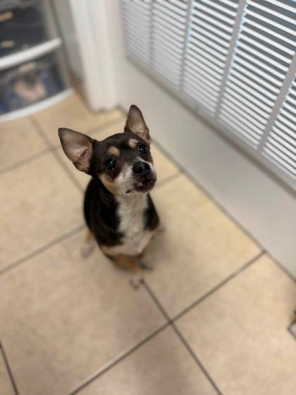 BANDIT - Short Coat Chihuahua / Mix available for adoption
