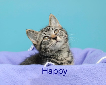 HAPPY - Domestic Shorthair / Mix for adoption in Cleveland