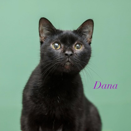 DANA - Domestic Shorthair / Mix available for adoption