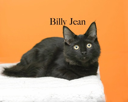 BILLY JEAN - Domestic Longhair / Mix available for adoption