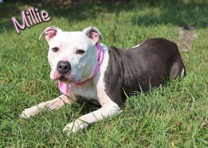 MILLIE - American Staffordshire Terrier / Mix for adoption in Cleveland