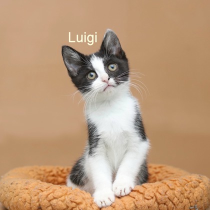 LUIGI - Domestic Shorthair / Mix available for adoption