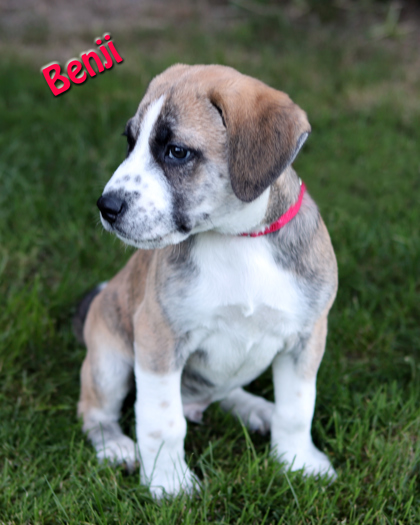 BENJI - Mixed Breed, Large (over 44 lbs fully grown) / Mix available for adoption