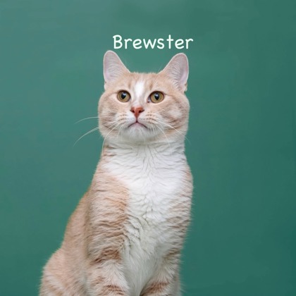 BREWSTER - Domestic Shorthair / Mix available for adoption