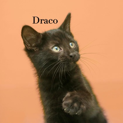 DRACO - Domestic Medium Hair / Mix available for adoption