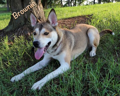 BROWNIE - Alaskan Husky / Mix available for adoption