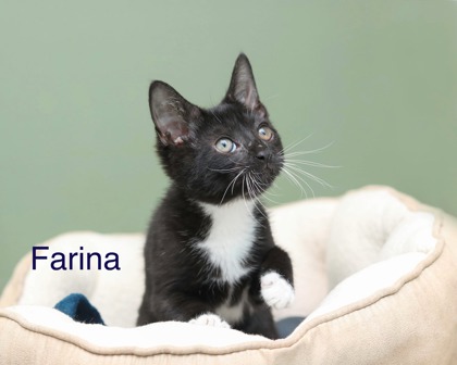 FARINA - Domestic Shorthair / Mix for adoption in Cleveland