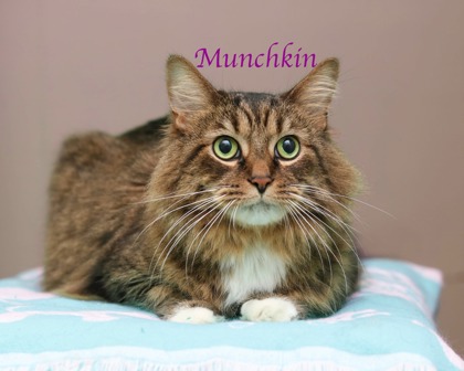 MUNCHKIN - Domestic Longhair / Maine Coon available for adoption
