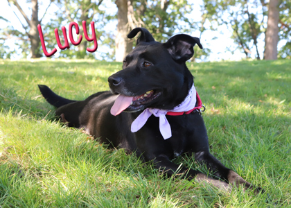 LUCY - Labrador Retriever / Mix available for adoption