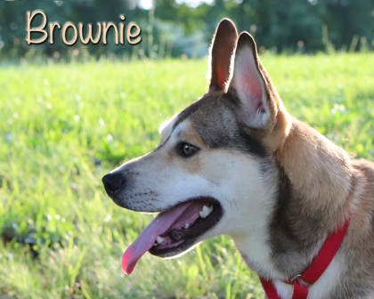 BROWNIE - Alaskan Husky / Mix available for adoption
