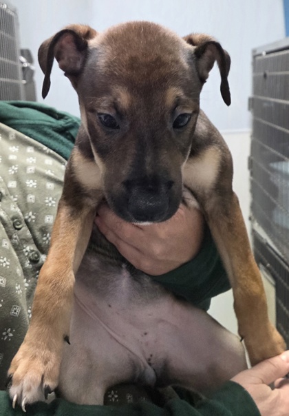 BELINDA - Terrier / Labrador Retriever available for adoption