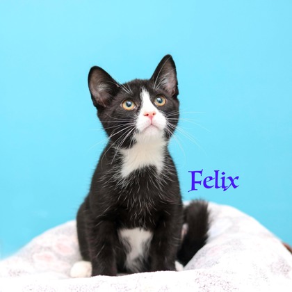 FELIX