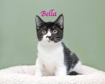 BELLA - Domestic Shorthair / Mix available for adoption