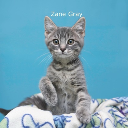 ZANE GRAY - Domestic Shorthair / Mix available for adoption