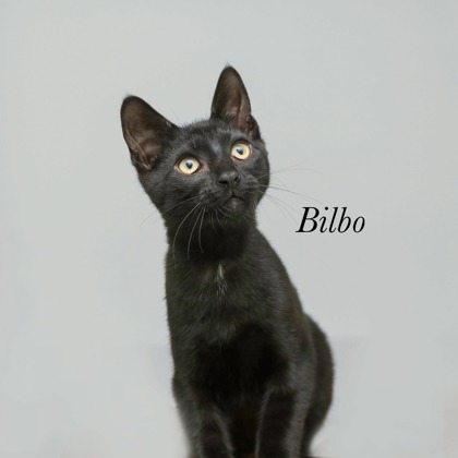 BILBO - Domestic Shorthair / Mix available for adoption