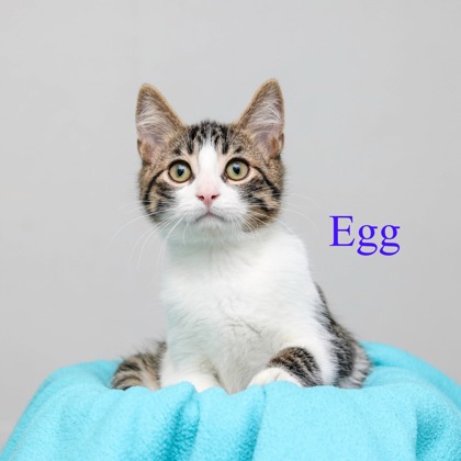 EGG
