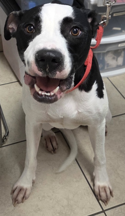 DAISY - Mastiff / Mix available for adoption