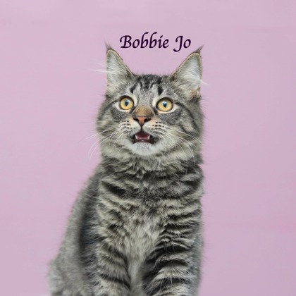 BOBBIE JO - Domestic Longhair / Mix available for adoption