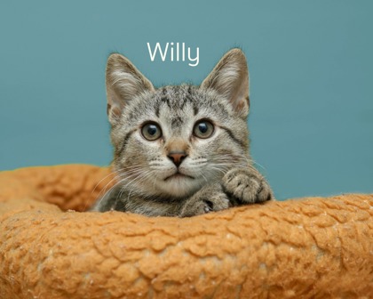 WILLY - Domestic Medium Hair / Mix available for adoption