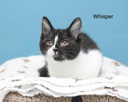 WHISPER - Domestic Shorthair / Mix for adoption in Cleveland