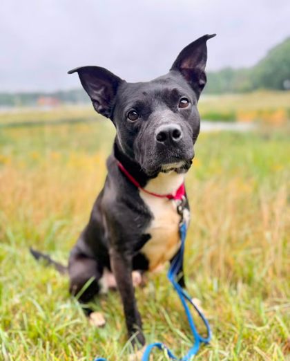 FRANKIE - Labrador Retriever / Border Collie for adoption in Cleveland
