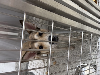 BROWNIE - Alaskan Husky / Mix for adoption in Cleveland