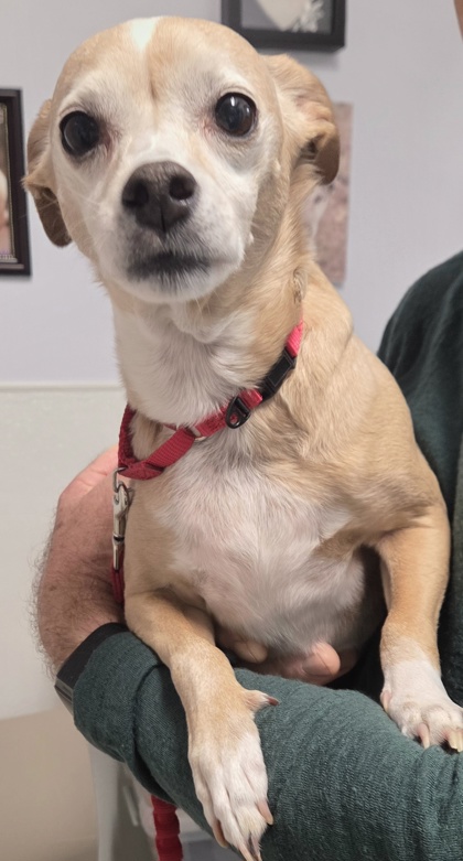 CHI CHI - Short Coat Chihuahua / Mix available for adoption