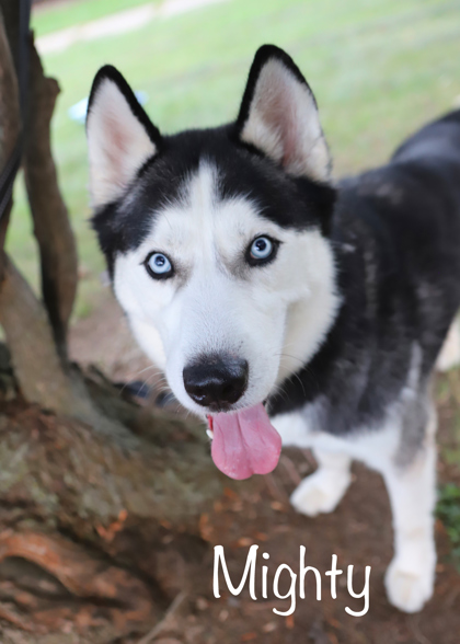 MIGHTY - Alaskan Husky / Mix available for adoption