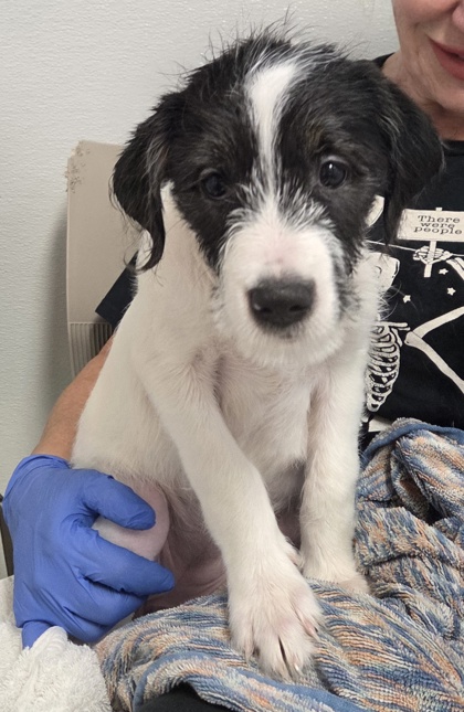BETTY - Labrador Retriever / Terrier available for adoption