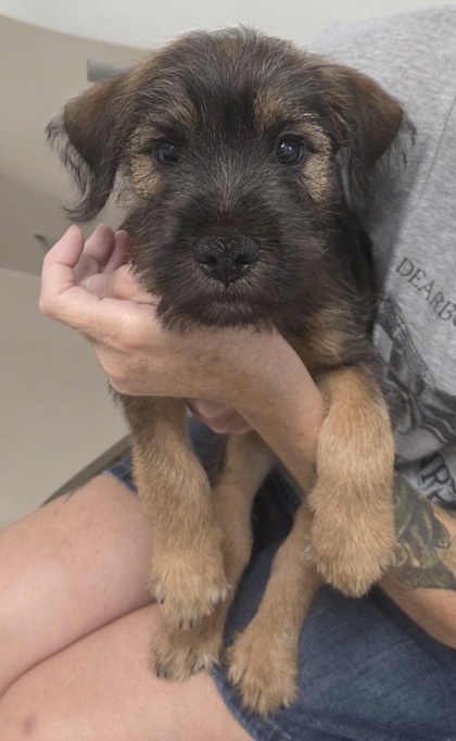 ELI - Labrador Retriever / Yorkshire Terrier available for adoption