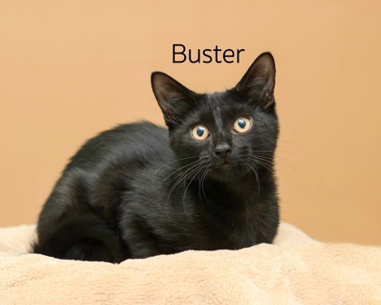 BUSTER - Domestic Shorthair / Mix for adoption in Cleveland