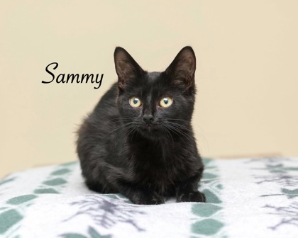SAMMY - Domestic Shorthair / Mix for adoption in Cleveland