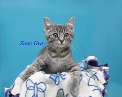 ZANE GRAY - Domestic Shorthair / Mix available for adoption