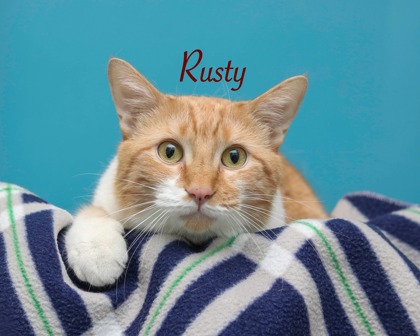 RUSTY - Domestic Shorthair / Mix available for adoption