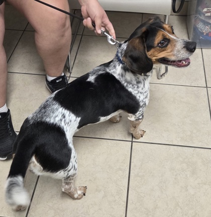 BEAU - Beagle / Mix available for adoption