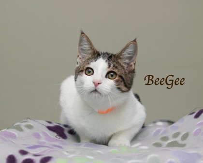 BEEGEE - Domestic Shorthair / Mix available for adoption