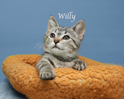 WILLY - Domestic Medium Hair / Mix available for adoption